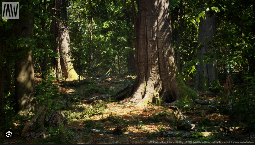 MW Broadleaf Trees Forest Biome ue5.0--5.1